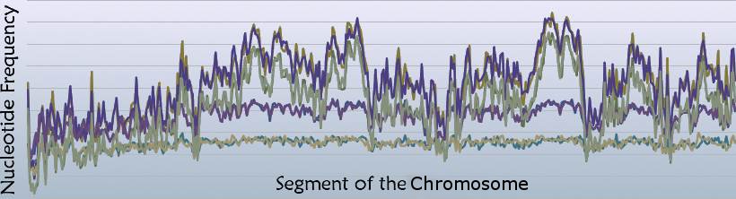 DNA Nucleotide Pattern